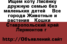 Ищем коту Лисёнку дружную семью без маленьких детей  - Все города Животные и растения » Кошки   . Ставропольский край,Лермонтов г.